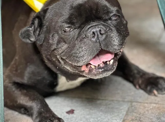 Pensiune Casa Veseliei